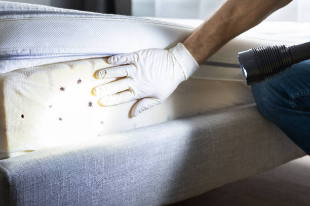 Reliable Franklinton, LA Pest Control Solutions