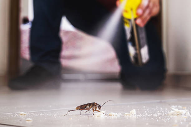 Best Affordable Pest Control Services  in Franklinton, LA