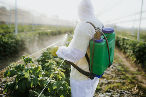 Best Rat Extermination Near Me  in Franklinton, LA